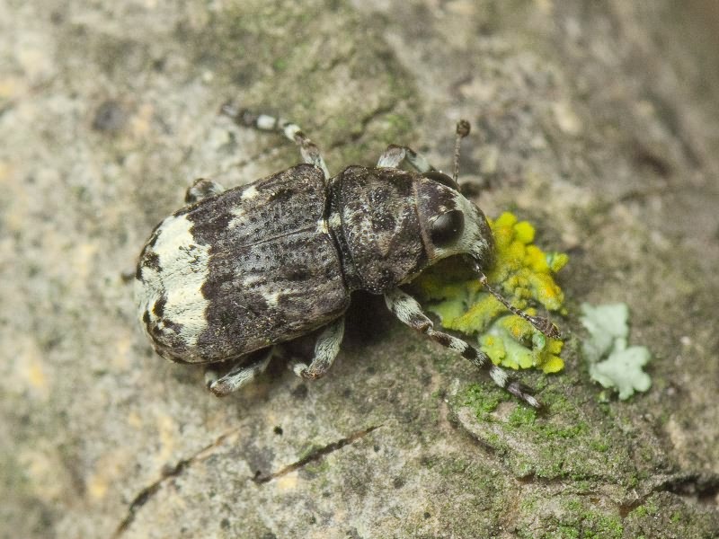 Tropideres albirostris (Herbst, 1783)